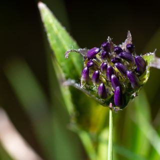 Artiglio del Diavolo