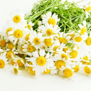 Estratto di Camomilla